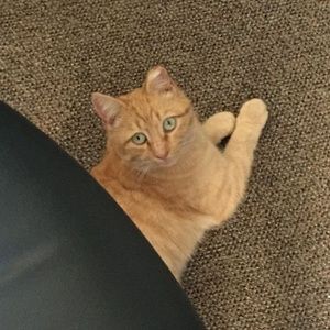 Meet your Posher, Mario